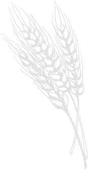 Offset Image